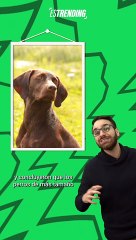 ¿Los perros grandes viven menos?