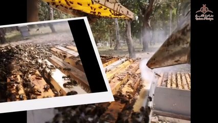 نتائج العلاج  بحمض النمل _اسيد فورميك  _ في القضاء على فاروا النحل _النتائج بعد 5 أيام من الاستعمال