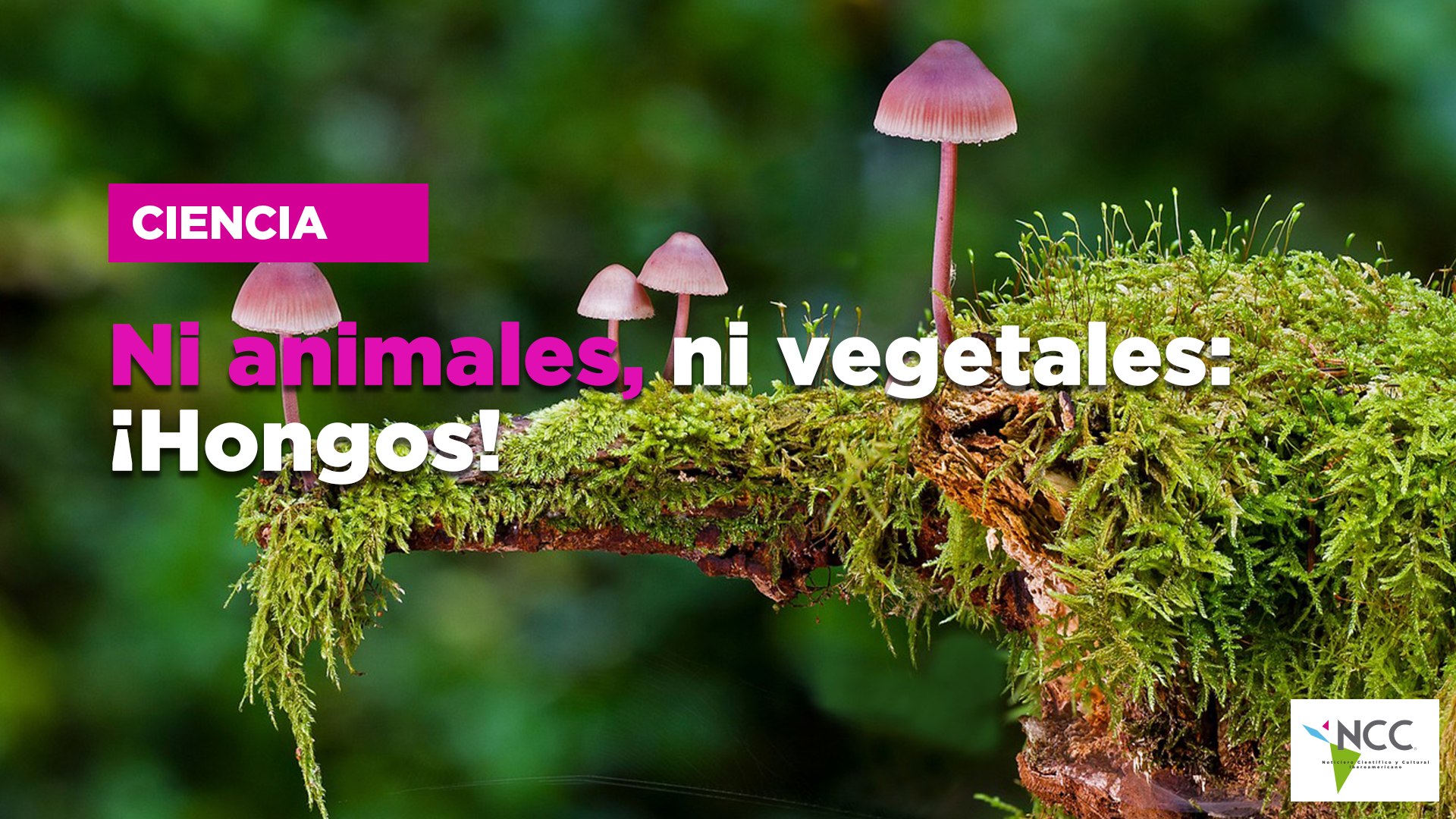 Ni animales, ni vegetales: ¡Hongos!