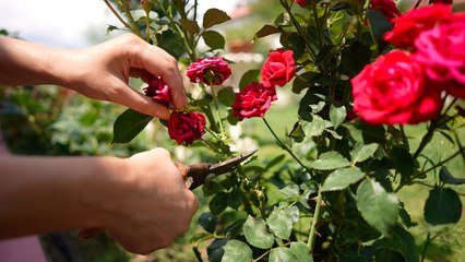 Is It Too Late To Prune My Roses?