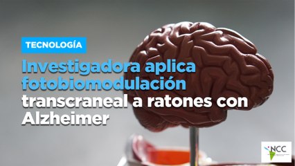 Investigadora aplica fotobiomodulación transcraneal a ratones con Alzheimer