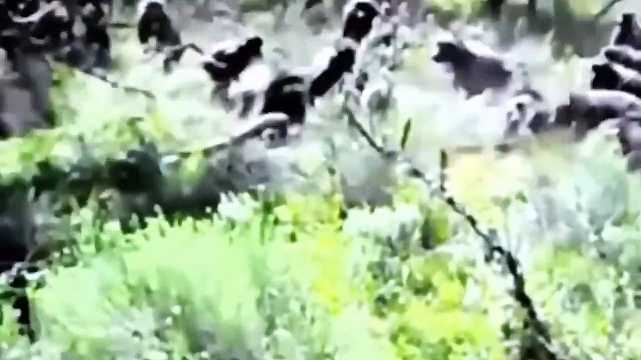 Gorillas Risk Their Lives To Pull Her Friend From The Giant Python's Mouth That Swallow Them