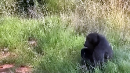 Mother Baboon Is Heartbroken To See Her Baby Become The Meal Of Leopard And Horrible Revenge!