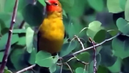 Mother Bear Risks Her Life To Protect Her Baby From  Hungry Lion. Lion Received A Tragic End