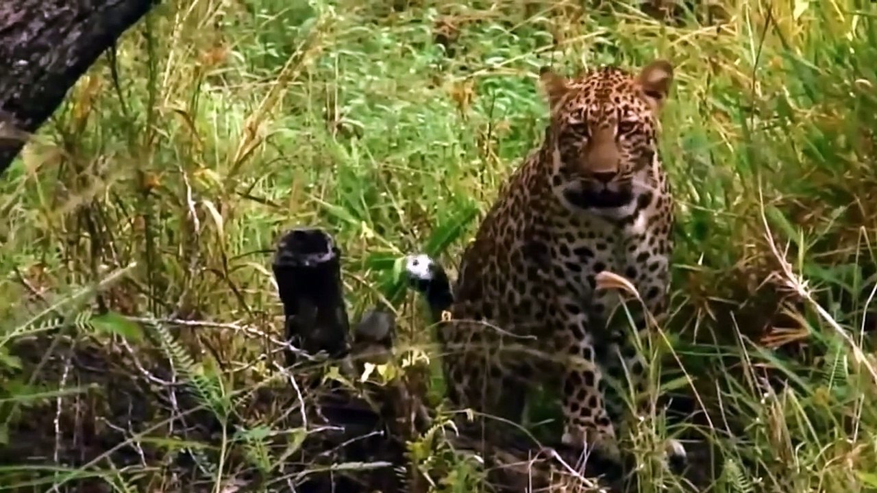 Rare Moment! Herd Of Elephants Rescues Baby Monkey From Leopard Hungry! Wild Animals 2023