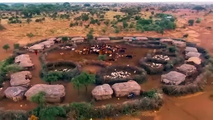 Sad Ending Of Lion And Leopard When They Broke Into Aboriginal Village To Hunt Livestock