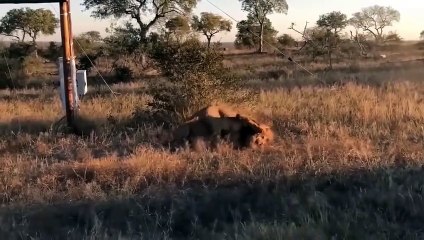 The Price Pay! Hungry Hyena Risked Its Life To Attack Lion Cubs And Sad Ending