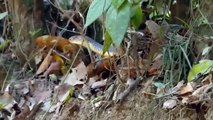 Unbelievable! Ostriches Defeat Hungry Leopard With A Fatal Kick To Protect Their Eggs And Babies