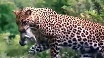 Too Intense! Baboons Family Goes Crazy Chase Leopard To Save Mother And Baby Baboon From Leopard