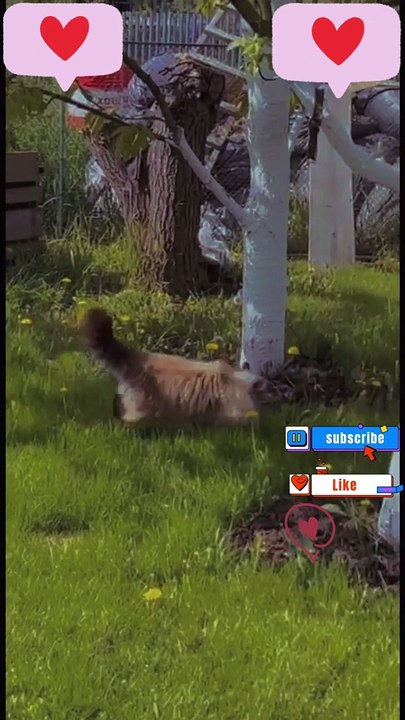 what are you doing | #daily #dailymotion #dailymotionshorts #shorts #youtubeshorts #funny #cats #fun #jokes #cats #cat #viral #youtubeshorts