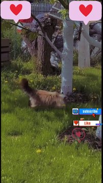 what are you doing | #daily #dailymotion #dailymotionshorts #shorts #youtubeshorts #funny #cats #fun #jokes #cats #cat #viral #youtubeshorts