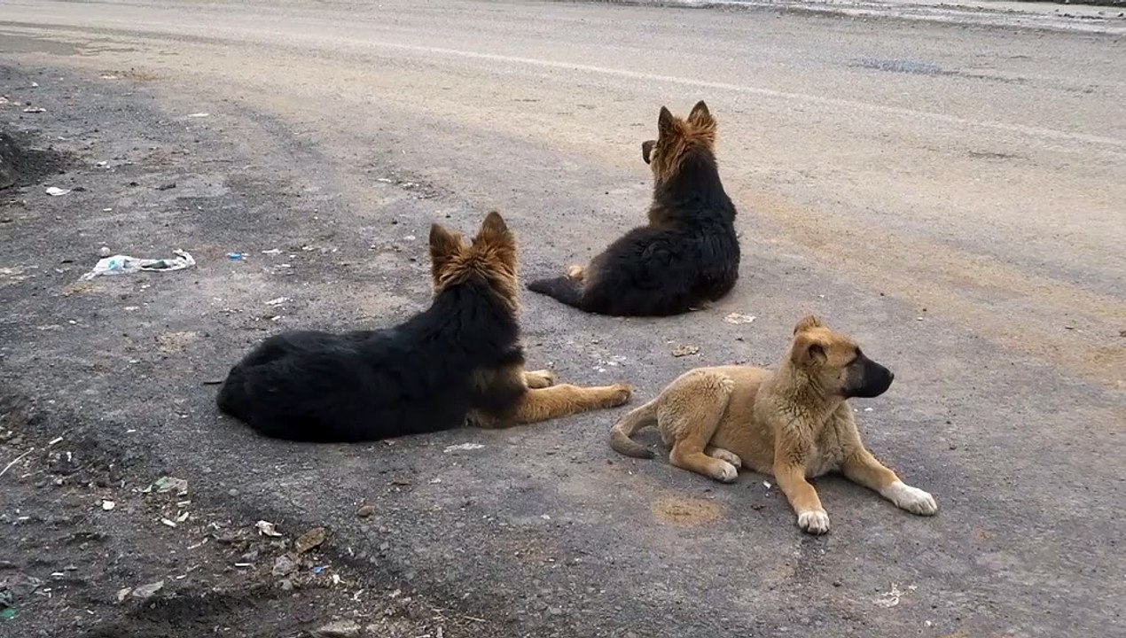 Perros