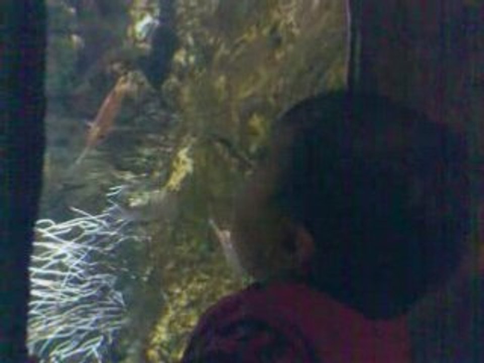Vidéo004