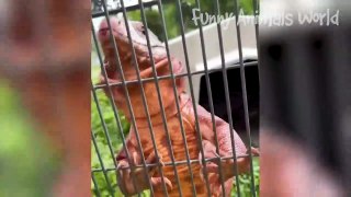 Funniest Animal Videos 2023  - Best Funny Cats & Dogs Videos  #23