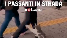 Il gatto pestifero che attacca i passanti per la strada