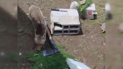 Piknikçilerin davetsiz misafirileri