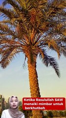 Kisah Pohon Kurma yang Menangis Pada Hari Jumat