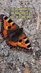 La triste fin d'un papillon petite tortue