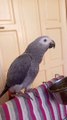 African Gray Parrot Talking | Amazon Gray Parrot