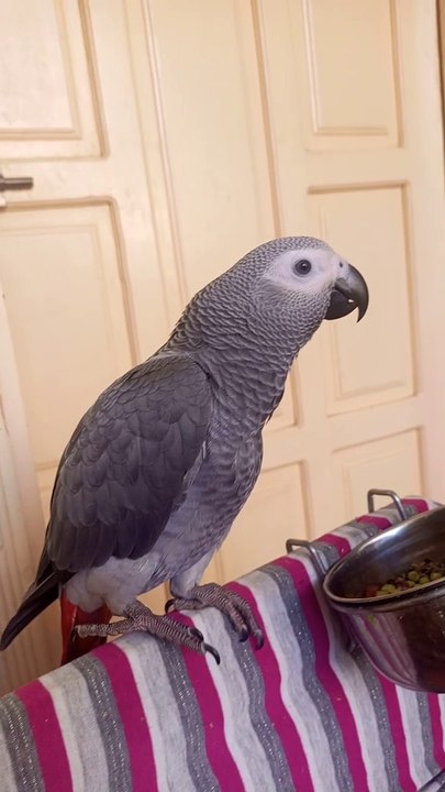 African Gray Parrot Talking | Amazon Gray Parrot