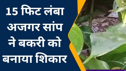 आगरा: बकरी निगलकर आराम फरमा रहा था 15 फीट लंबा अजगर, देखते ही मच गई चीख-पुकार