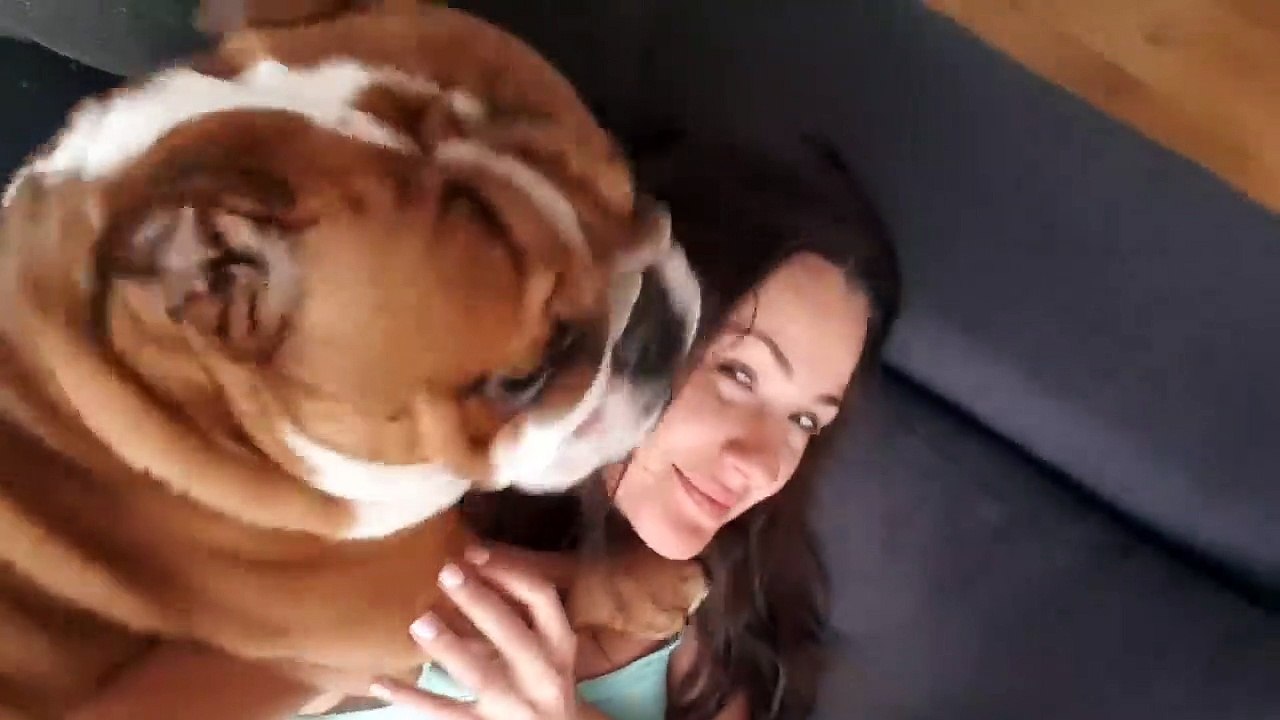 English Bulldog happy to see mommy back. Can't go a minute without going nuts _)))