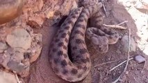 Two horned snake hunting