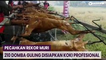Pecahkan Rekor MURI, 210 Domba Guling Disiapkan Koki Profesional