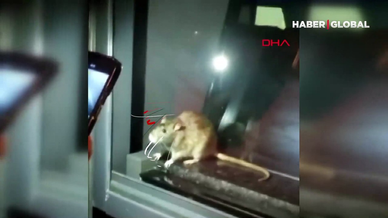 Mide bulandıran görüntüler! Fare görülen fırın mühürlendi, tüm ürünler imha edildi