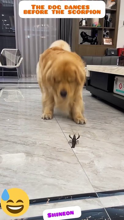 #pets#dogs #funnyanimals #funnyscorpion#dog dance before scorpion#dog, scorpion,