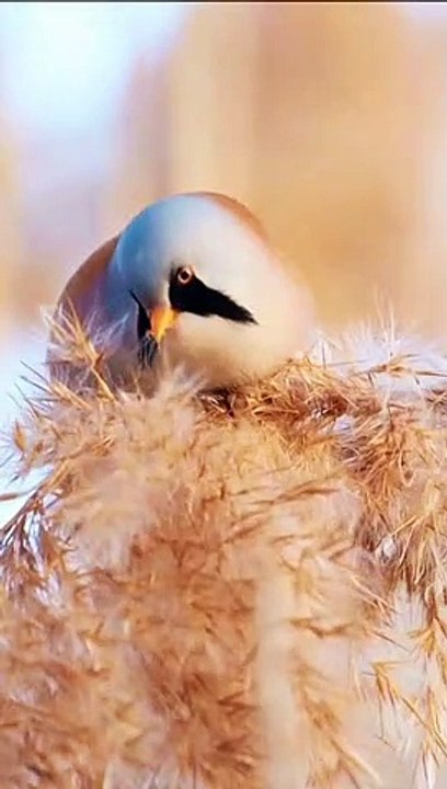 Birds video