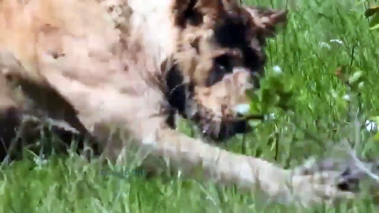 Mother Warthog Strikes Back, Defeats Lion With Pointed Horn Then Rescues Baby Warthog Successfully
