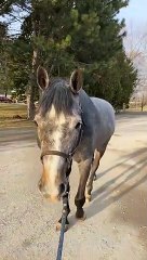 Dog Wants To Play With Horse