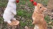 Amazing clip cute rabbit eating strawberries 