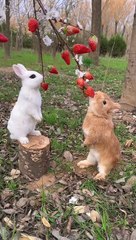 Amazing clip cute rabbit eating strawberries 