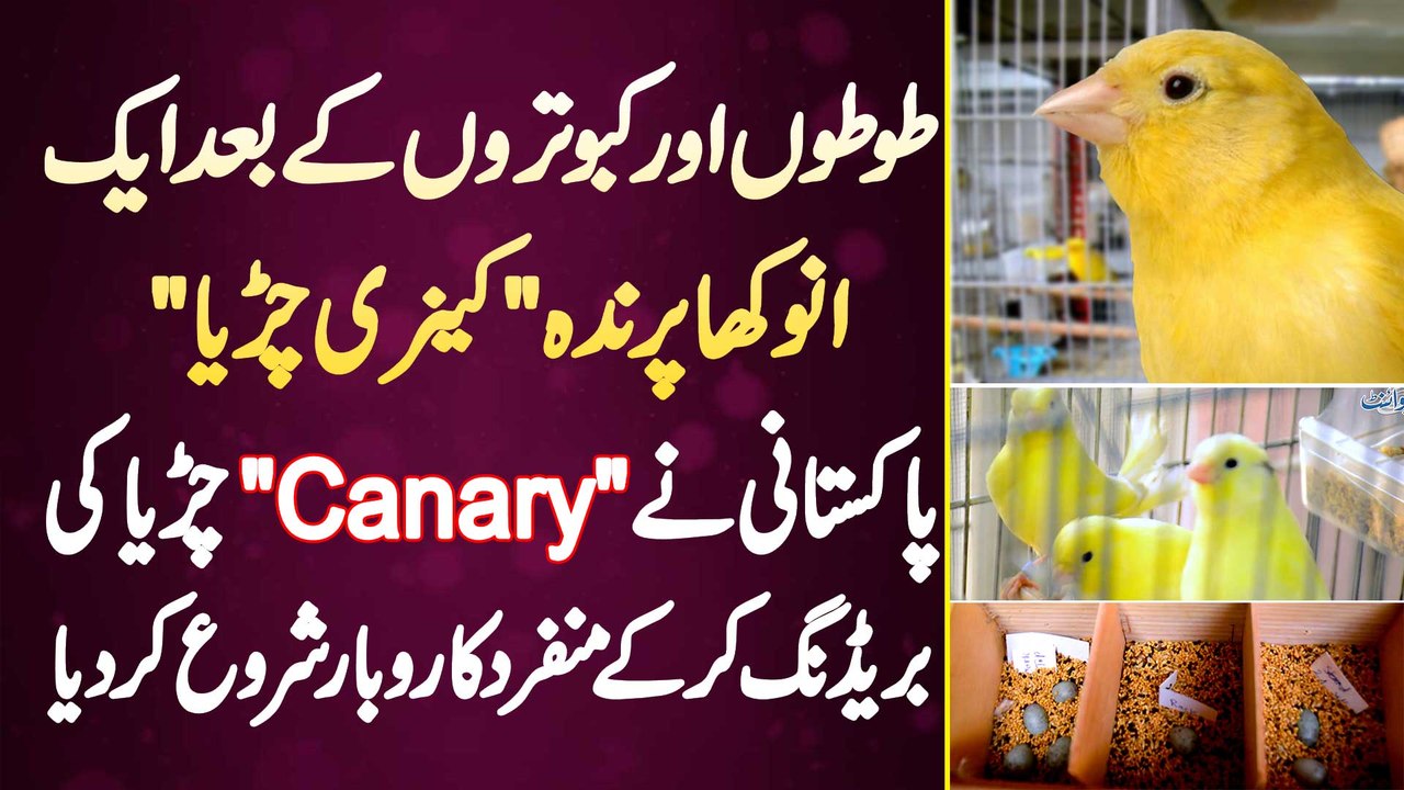 Pakistani Ne Unique Bird "Canary Sparrow" Ki Breeding Shuru Kar Ke Unique Business Shuru Kar Dia