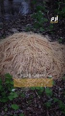 لغز نيوجرسي: من ألقى مئات الأرطال من المعكرونة.. ولماذا ؟