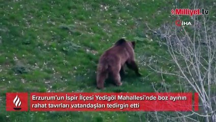 Erzurum’da boz ayının rahat tavırları vatandaşları tedirgin etti