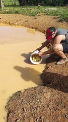 Ducklings Swim For The First Time