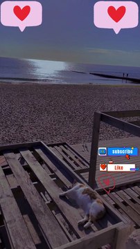 Morning pleasure by the sea #shorts #funny #youtubeshorts #cats #cat #jokes #funnyshorts #jokes