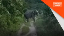 Pekebun Kg Seri Bayas resah, gajah liar musnahkan tanaman