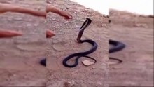 A snake hunter catches a Cobra snake that crept into the shooting location of a movie, in Morocco