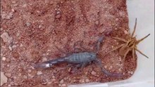 A struggle between a scorpion and a huge spider __ who will win !!!