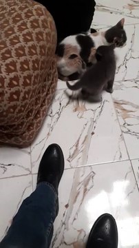 Mes Petits Chats Miaou, Miaou