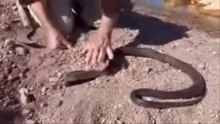 Al Issawi meet a KOBRA SNAKE in a pond