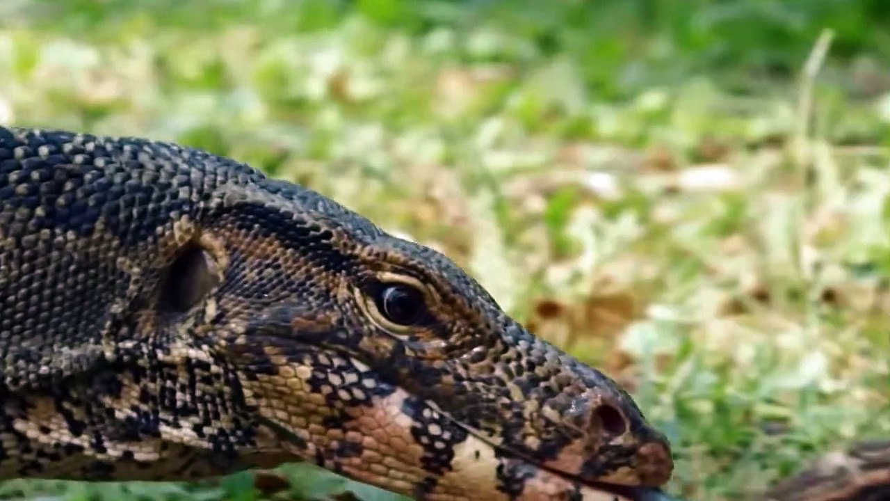 Crocodile’s Eggs are Delicious Meal For Lizards
