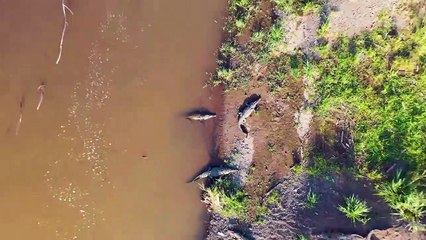 Fight Between Zebras and Crocodiles