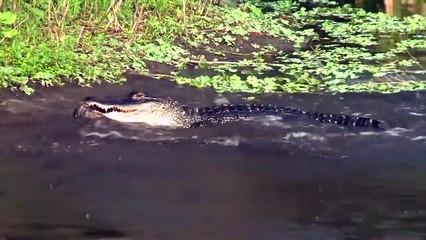 Le Guépard n'a pas Peur des Crocodiles , Grande Bataille de Guépard, Jaguar vs Crocodile