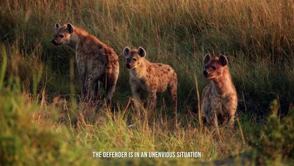 Is The Lion The Real King Of The Jungle