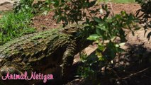 Funniest Wild Animal Videos crocodile, frog, alligator - Animal Sounds